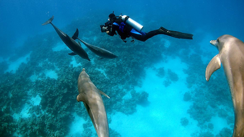 Underwater highspeed phantom Flex Dolphins